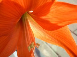 Ingrid Unangst "Amaryllis"
