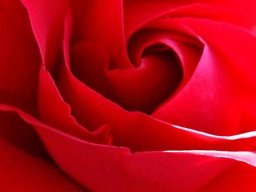 Ingrid Unangst "Roter Rose"