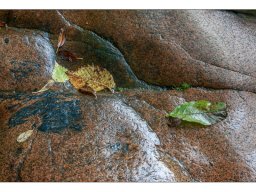 Frank Schreier "Herbst"