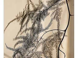 Christel Trica "Schattenwurf"