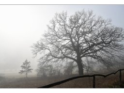 Wolfgang Prokein "Morgenstimmung"