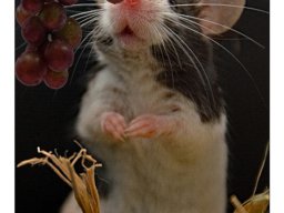 Wolfgang Teuber