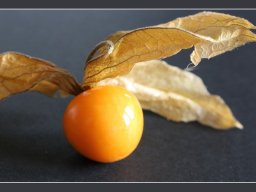 Karin Schure "Physalis"