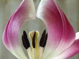 Ingrid Unangst "Tulpe"