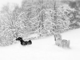 Wolfgang Seidel "Toben im Schnee"