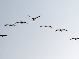 Rainer Hanemann "Vogelflug"