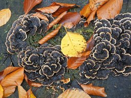 Rainer Hanemann "Herbst"