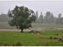 08_LakeDistrict---MossEccles-Kopie