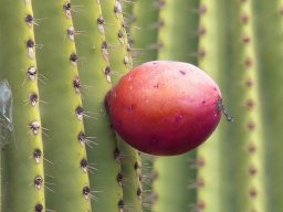 rote_Nase