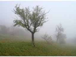 baum_001