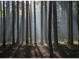 baum_004