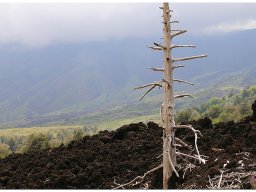 baum_006