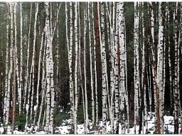 baum_019