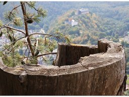 baum_020