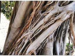 baum_021