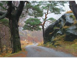 baum_022