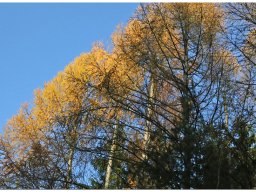 baum_023