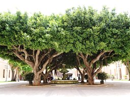 baum_026