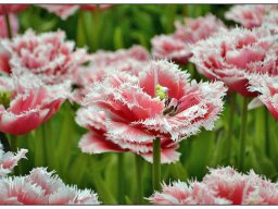 08_Tulpen-gefranst